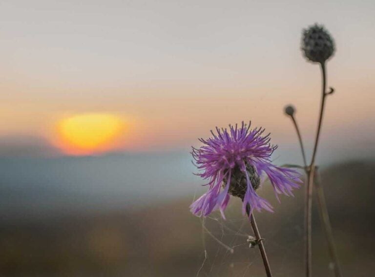 Zarte Blume im warmen Licht eines Sonnenuntergangs