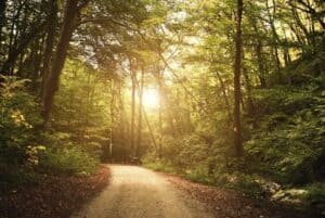 Waldweg im Morgenlicht – sinnbildlich für den Weg zurück zu sich selbst
