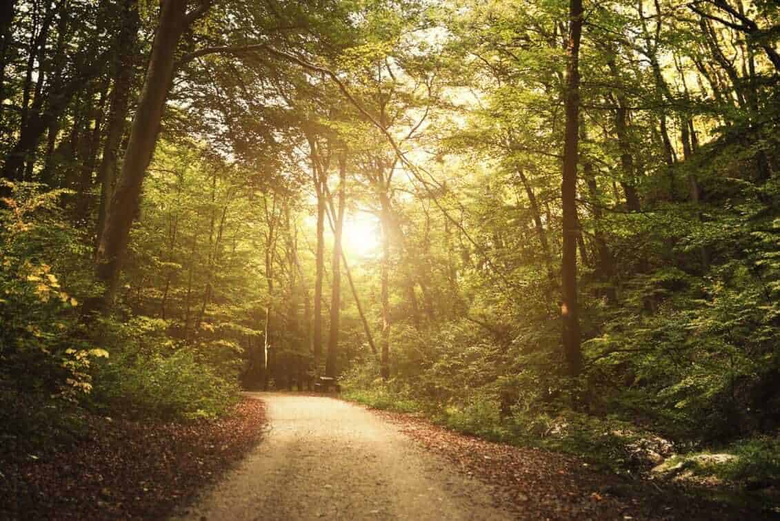 Waldweg im Morgenlicht – sinnbildlich für den Weg zurück zu sich selbst